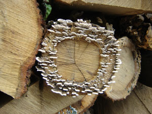 mushroom-forming fungi