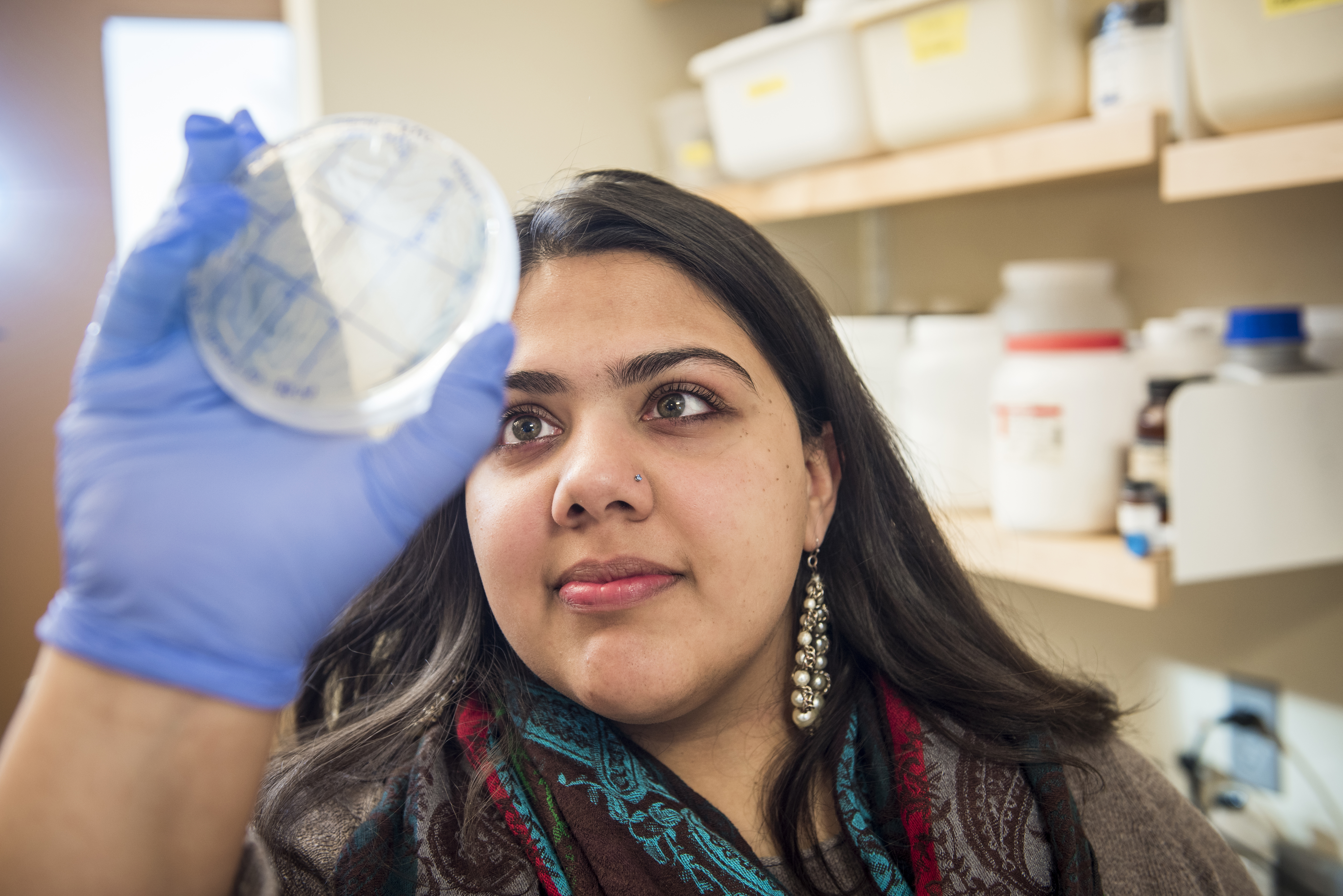 Student looking at cell sample on plate