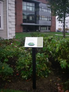 Rain garden
