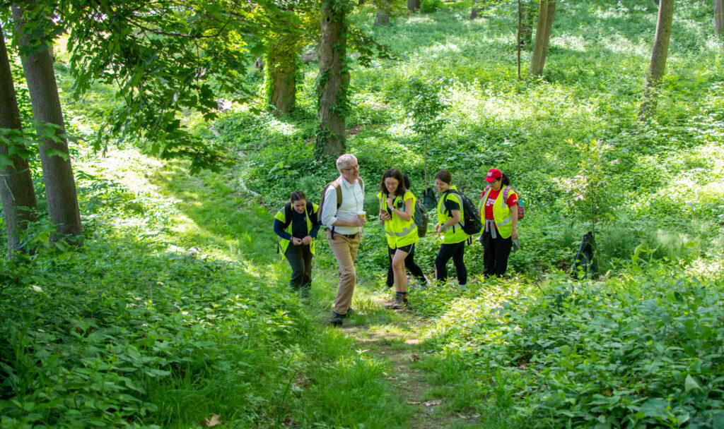 walk through woods