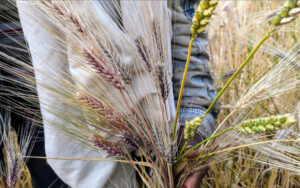 a person holding wheat