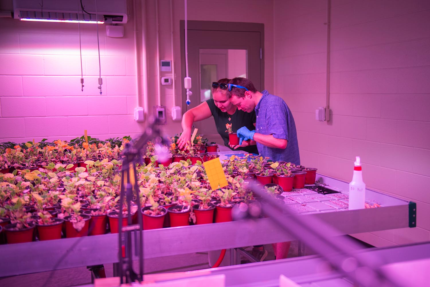 Researchers working in the greenhouse, EPIC lab, Clark University