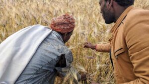 A researcher works with a farmer, studying traditional grains