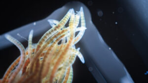 Worms in the Kudroli Physics Lab move together to try to break the surface of a water droplet
