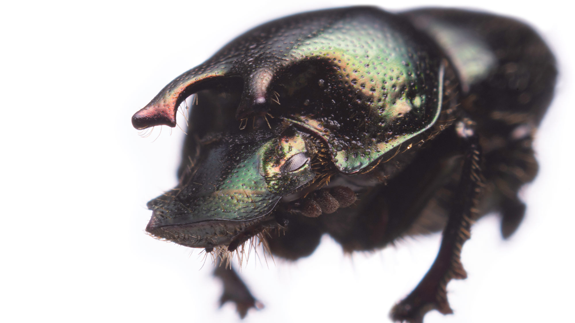 Of dung beetle hookups and climate change