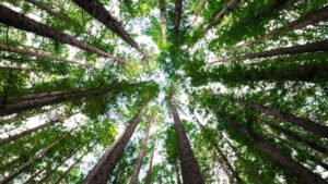 A tree canopy viewed from below