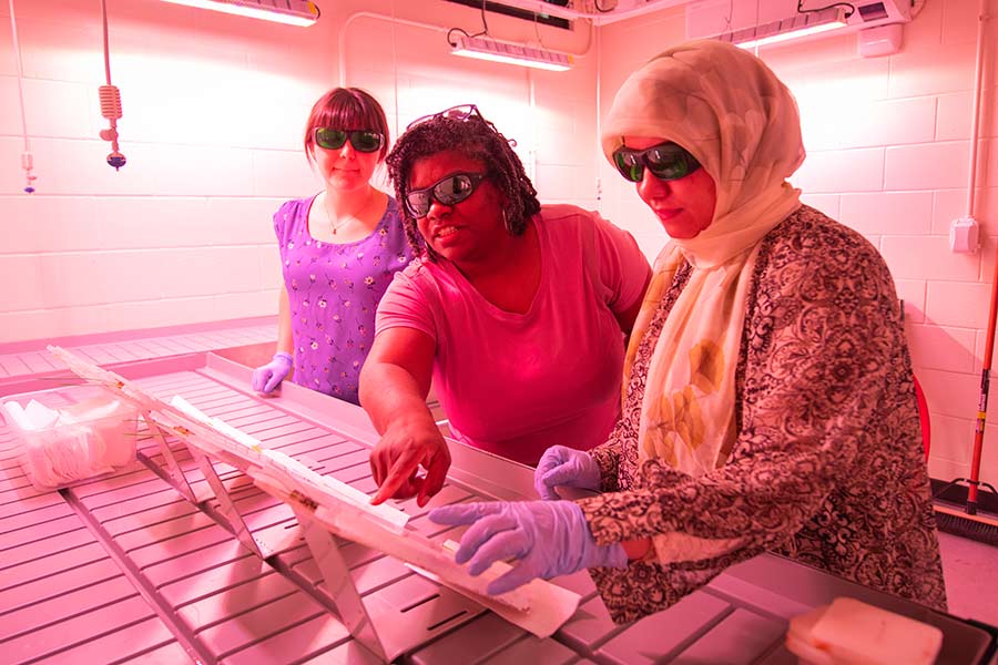 Students in Chandra Jack's lab examine microbial interactions in soil